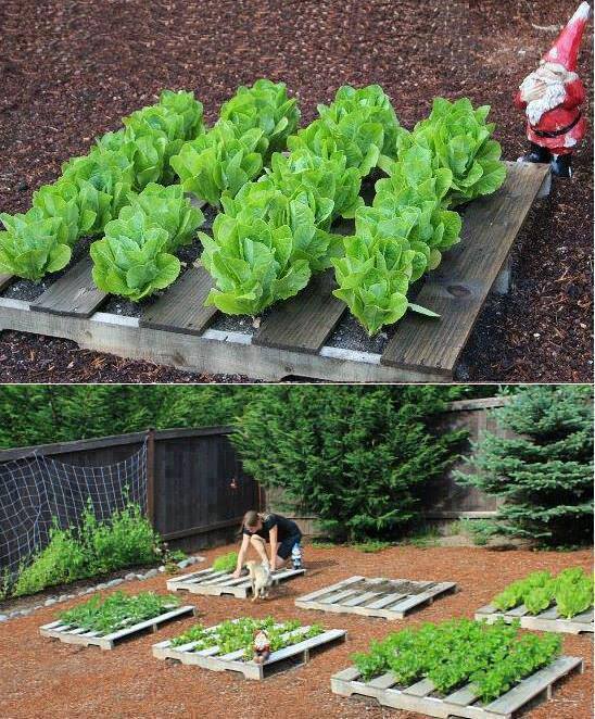 зеленчукова градина
